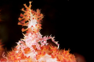 Hoplophrys oatesii_Lembeh by Mathieu Foulquié 